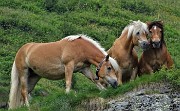21 Cavalli al pascolo in Val d'inferno su roccione erboso